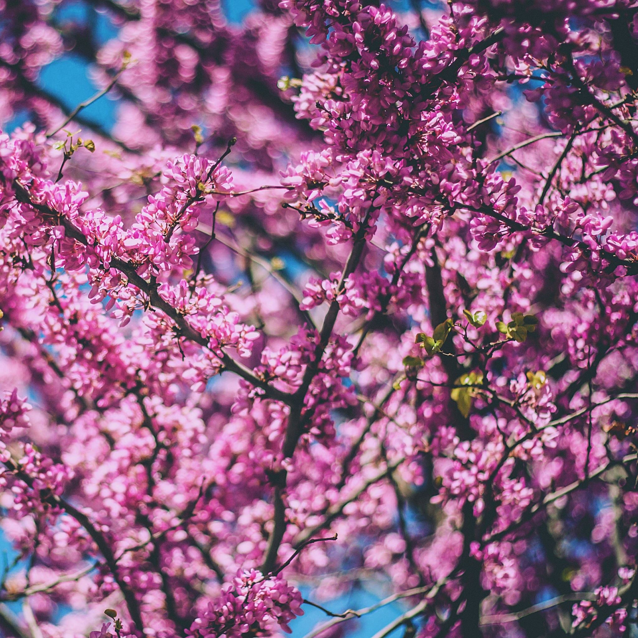 Cherry Tree Flowers Flowering Spring iPad Air wallpaper 