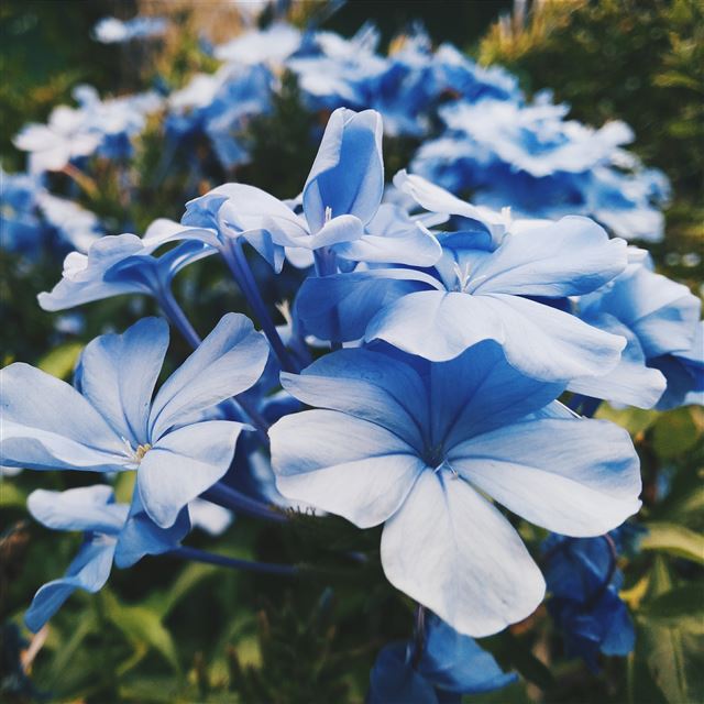 2048x2048 Flowers Bud Blue - purple iPad Air Wallpaper