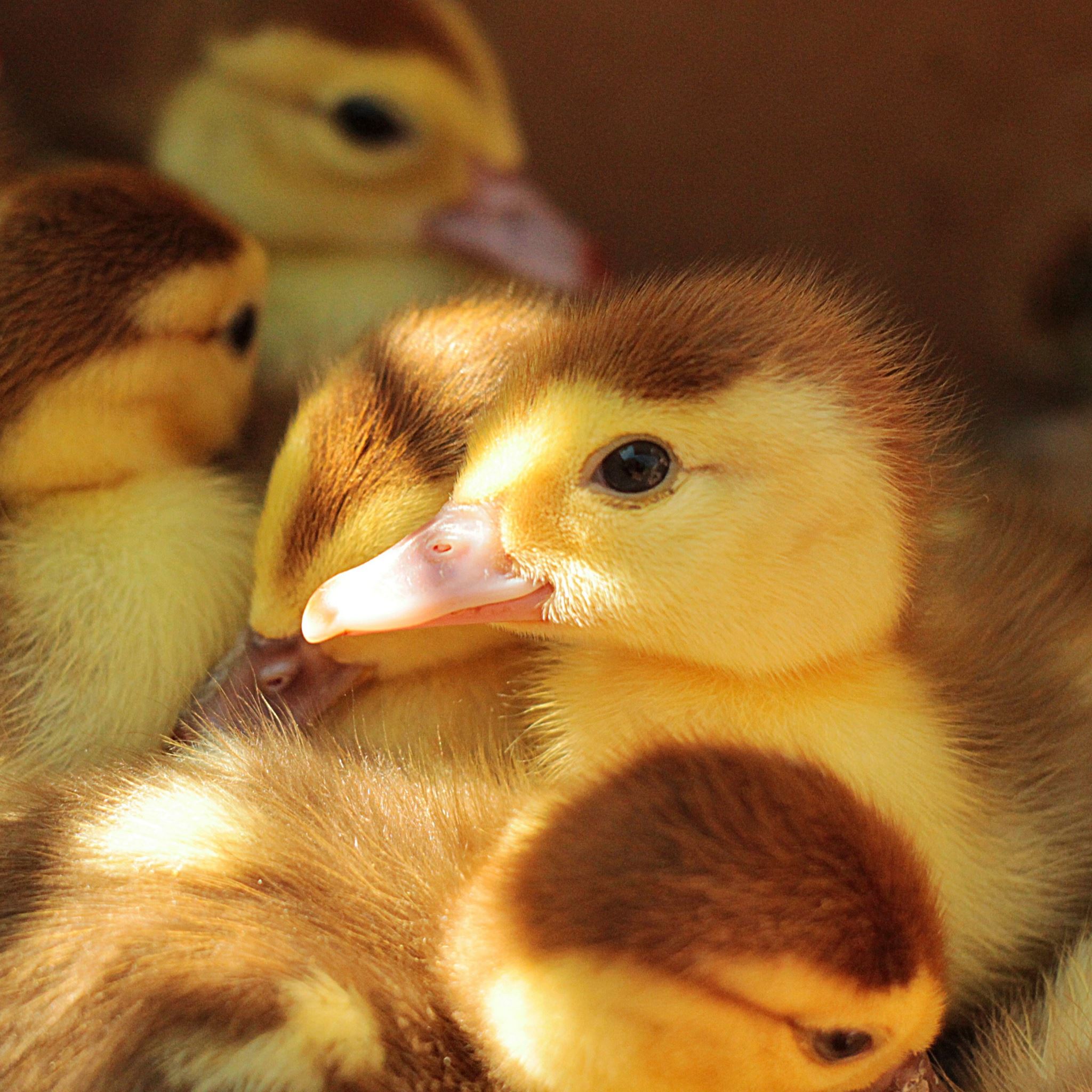 Ducklings Many Chicks iPad Air wallpaper 