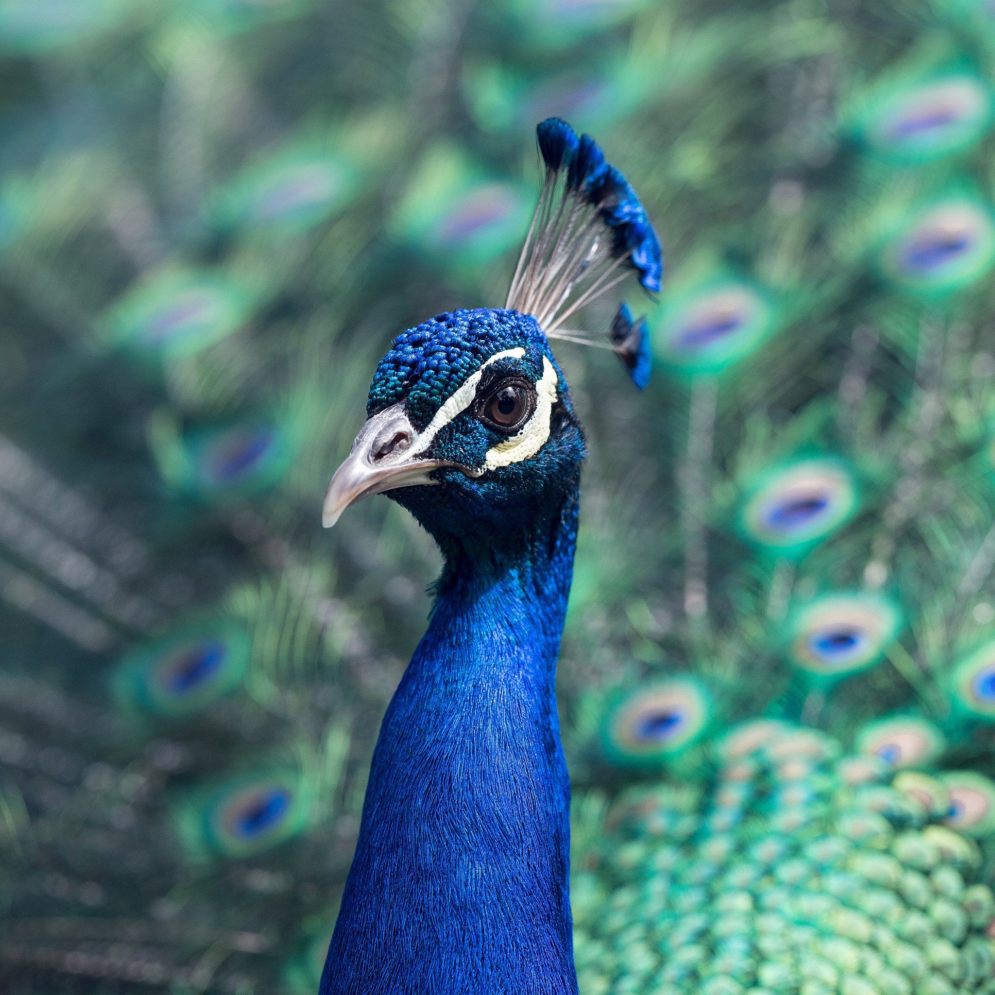Peacock Animal Bird Nature Blue iPad Air wallpaper 