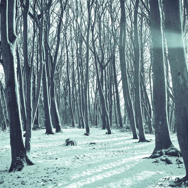 2048x2048 Cold Winter Forest Snow Nature Mountain Blue - sunlight iPad Air Wallpaper