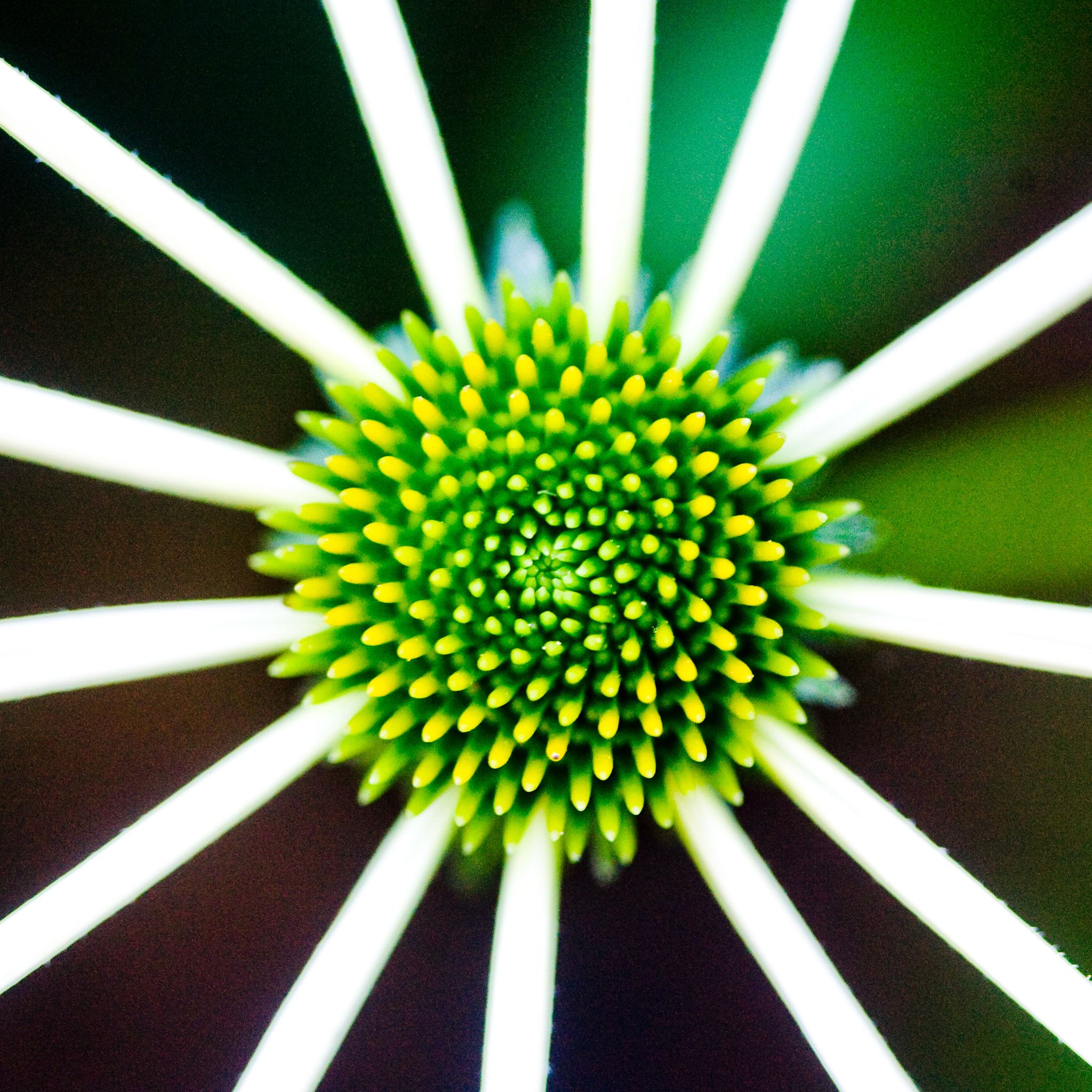 Nature Green Flower Macro Bokeh iPad Air wallpaper 