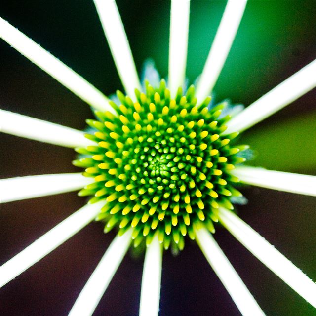 2048x2048 Nature Green Flower Macro Bokeh -  iPad Wallpaper
