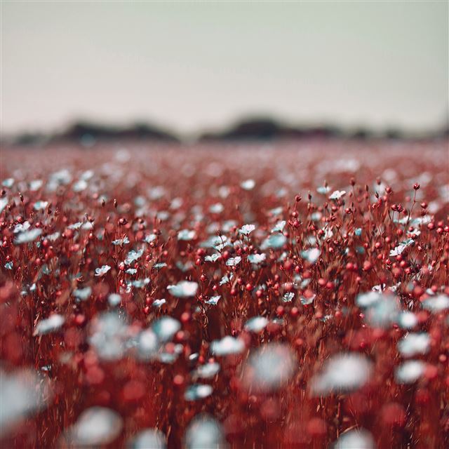 2048x2048 Field Red Cosmos Flower Spring Nature Beautiful - beautiful iPad Air Wallpaper