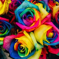 Flower Rose Color Rainbow Art Nature wallpaper