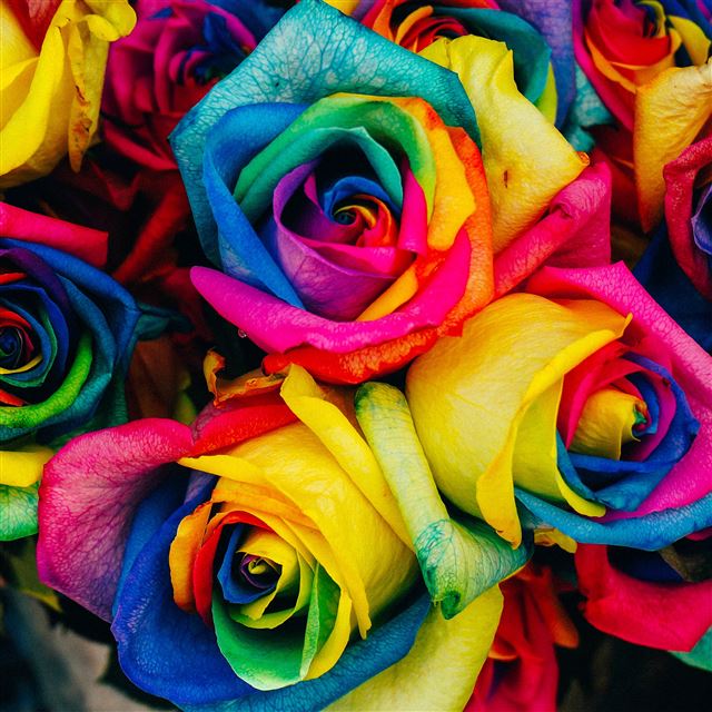 2048x2048 Flower Rose Color Rainbow Art Nature - bouquet iPad Air Wallpaper