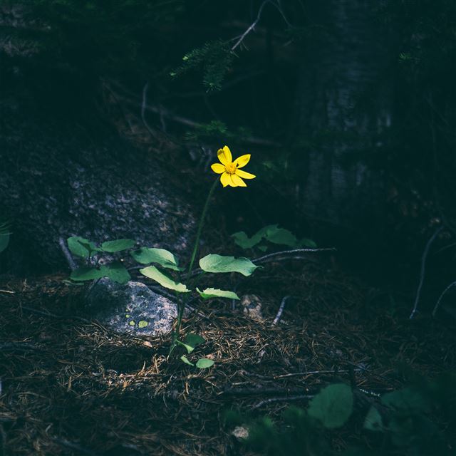 2048x2048 Flower Yellow Forest Wood Lonely Dark Nature - flower iPad Air Wallpaper