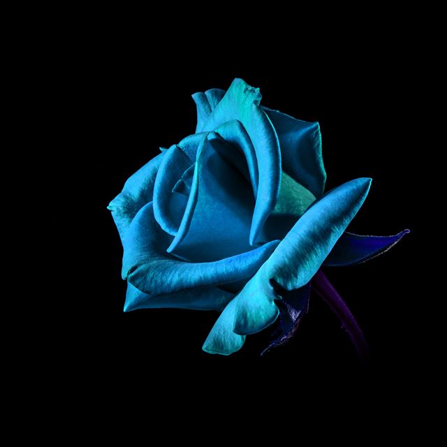 2048x2048 Flower Rose Blue Dark Beautiful Best Nature - beautiful iPad Air Wallpaper