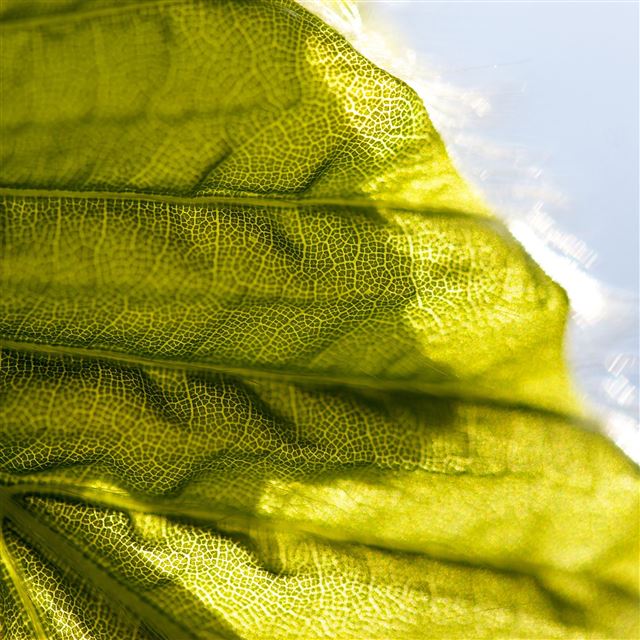2048x2048 Lifelines Leaf Flower Pattern Green - flower iPad Air Wallpaper