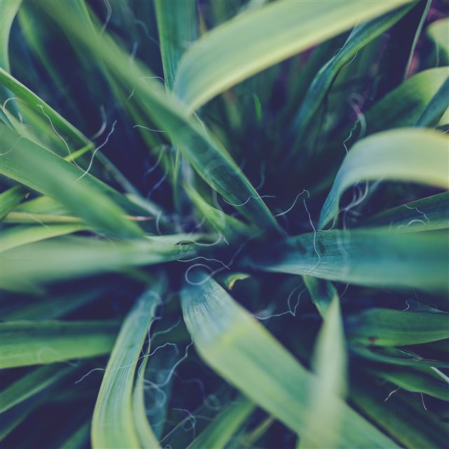 2048x2048 Garden Leaf Flower Green Bokeh Nature - bokeh iPad Air Wallpaper