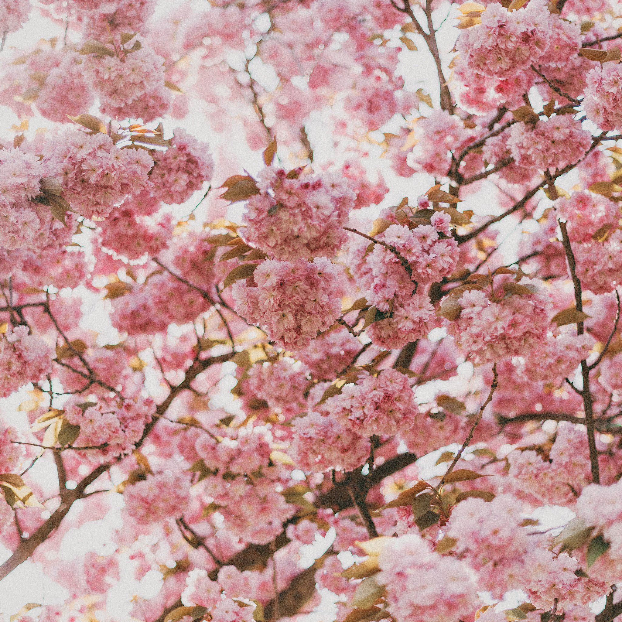 Spring Flower Pink Blossom Bokeh Nature iPad Air wallpaper 