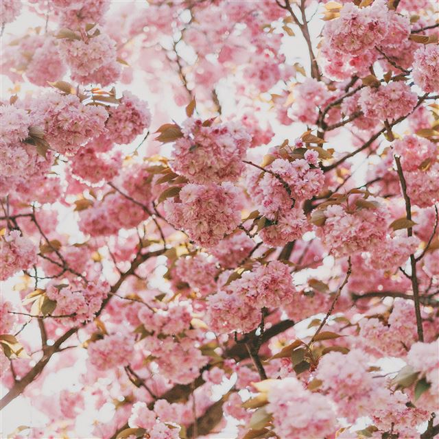2048x2048 Spring Flower Pink Blossom Bokeh Nature -  iPad Air Wallpaper