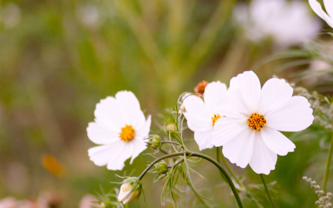 Nature White Daisy Flower Branch iPad Air wallpaper 