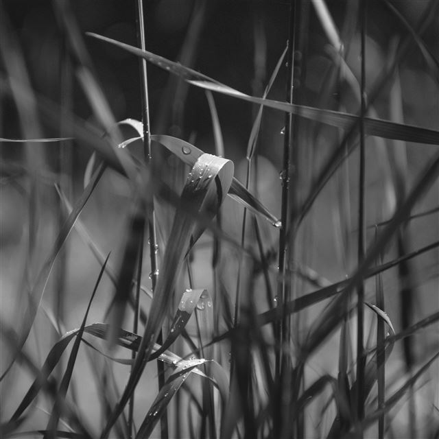 2048x2048 Grass Lawn Flower Dark Bw Leaf Rain - plant iPad Air Wallpaper