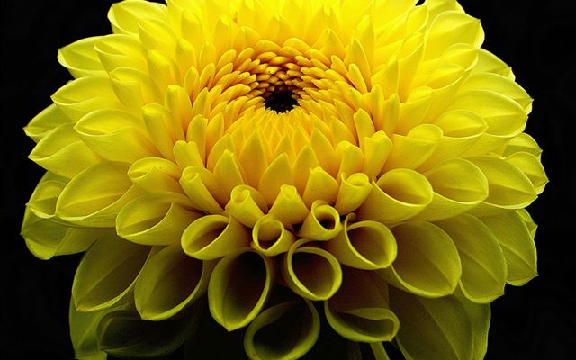 2048x2048 Yellow Dahlia Dark Macro - yellow iPad Air Wallpaper