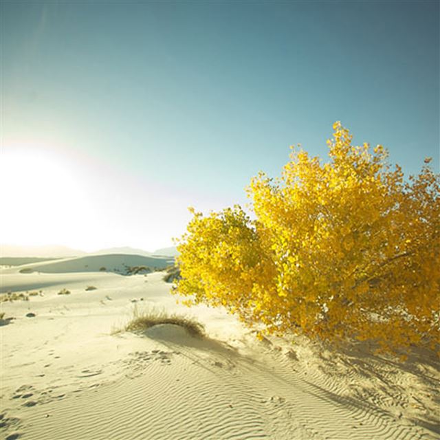 2048x2048 Wide Golden Tree Desert - sky view iPad Air Wallpaper