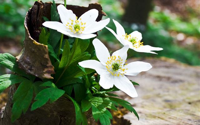 2048x2048 Spring Wildflowers Broken Flowerpot - plant iPad Air Wallpaper