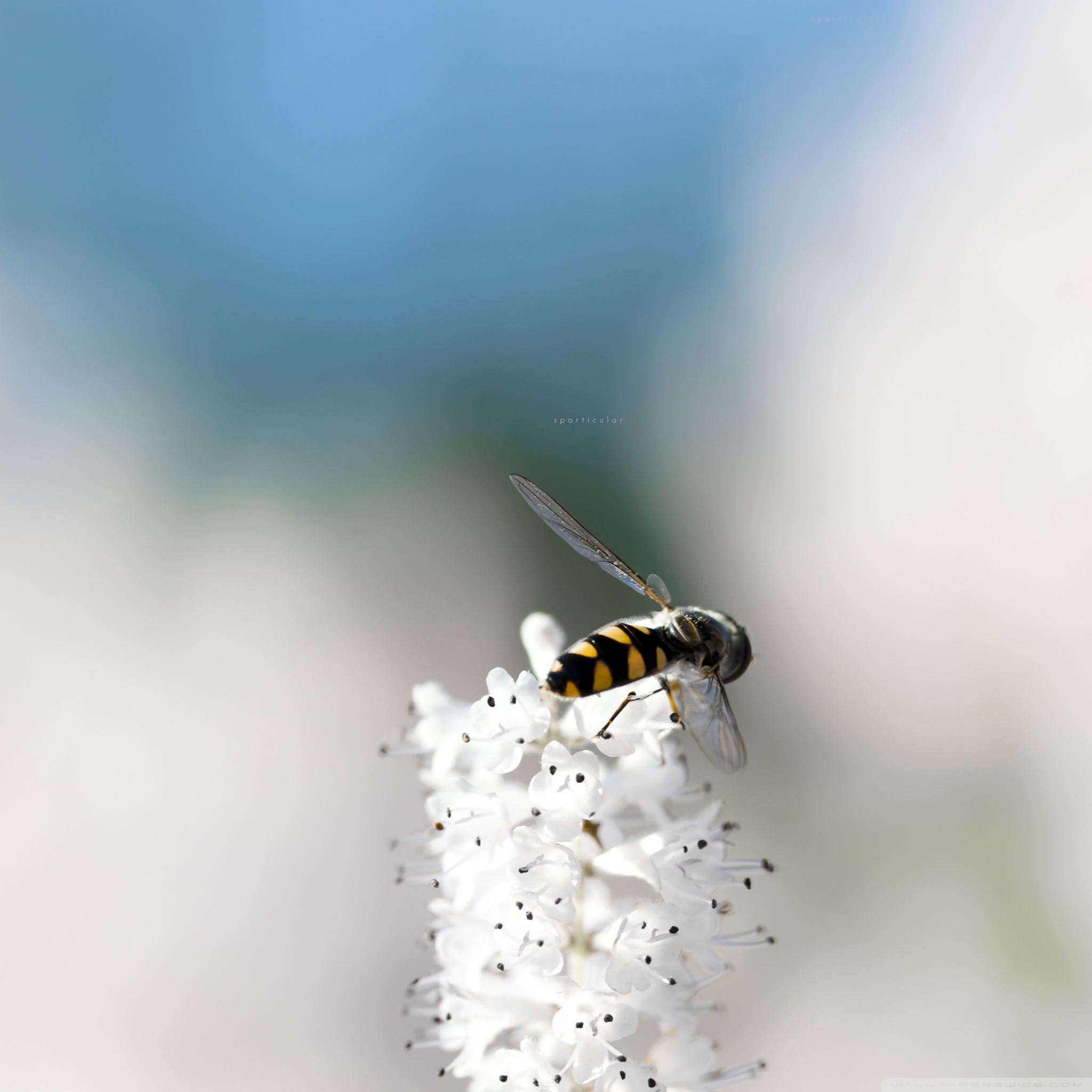 Pure Simple Nature It Is A Bee iPad Air wallpaper 