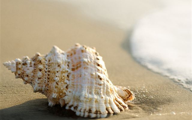 2048x2048 Whelk Shell Beach Wave - sandy iPad Air Wallpaper