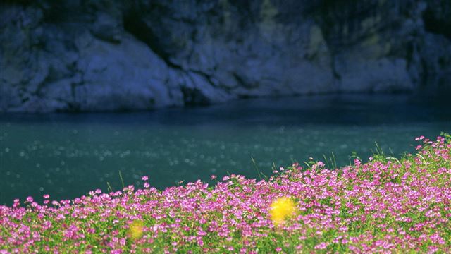 2048x2048 Nature Mountain Rock Wildflowers Field -  iPad Air Wallpaper
