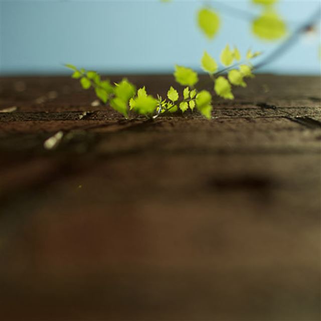 2048x2048 Pure Fresh Bud Leaf Twig In Shadow - fresh iPad Air Wallpaper