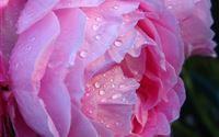 Raindrops On Roses wallpaper