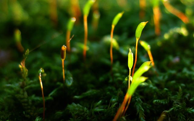2048x2048 Moss Lawn Field Macro - yellow iPad Air Wallpaper