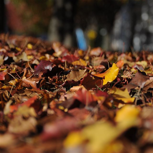 2048x2048 Fall Mountain Leaf Brown Bokeh Nature - bokeh iPad Air Wallpaper