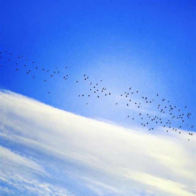 2048x2048 Sky Cloud Birds Blue Fly Nature - cloud iPad Air Wallpaper
