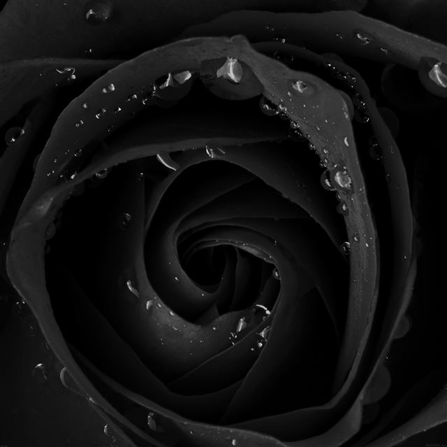 2048x2048 Beautiful Dark Rose Flower Nature - beautiful iPad Air Wallpaper