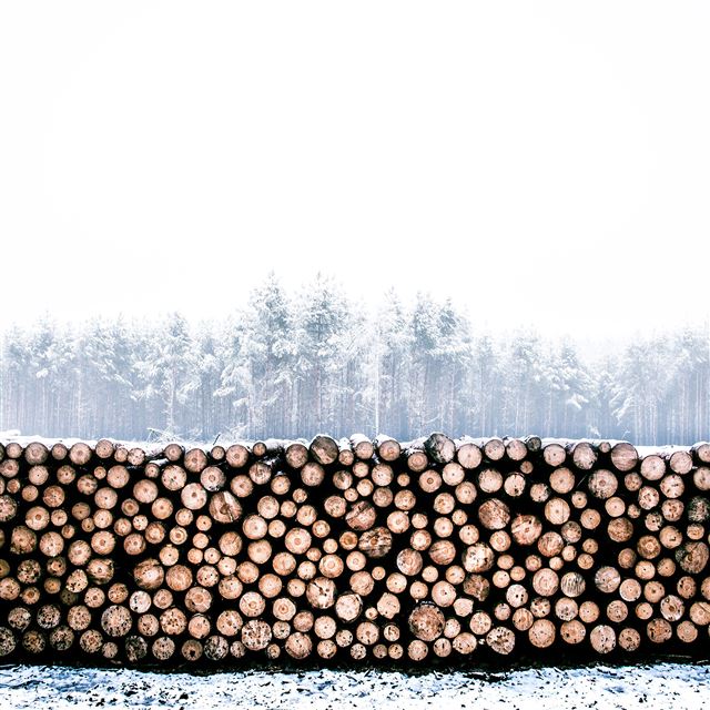 2048x2048 Winter Snow Wood Forest Nature - winter iPad Air Wallpaper