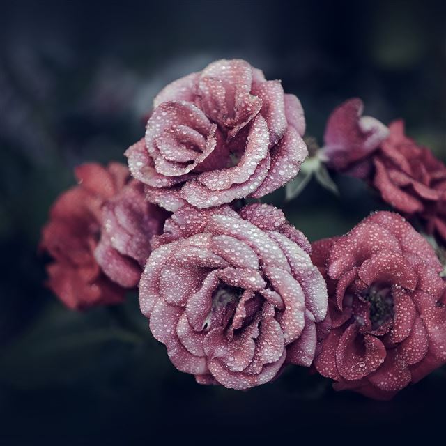 2048x2048 Rose Pink Raindrop Flower Summer Nature Blue - flower iPad Air Wallpaper