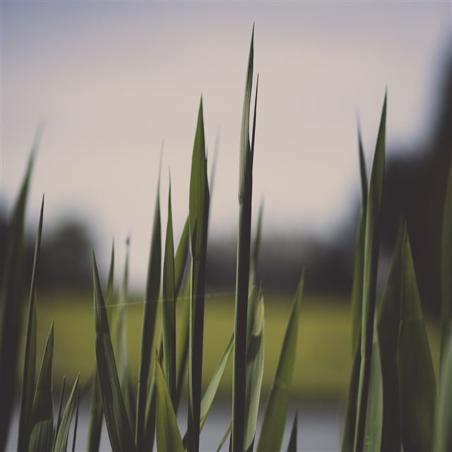 2048x2048 Lawn Flower Green Bokeh Nature - bokeh iPad Air Wallpaper