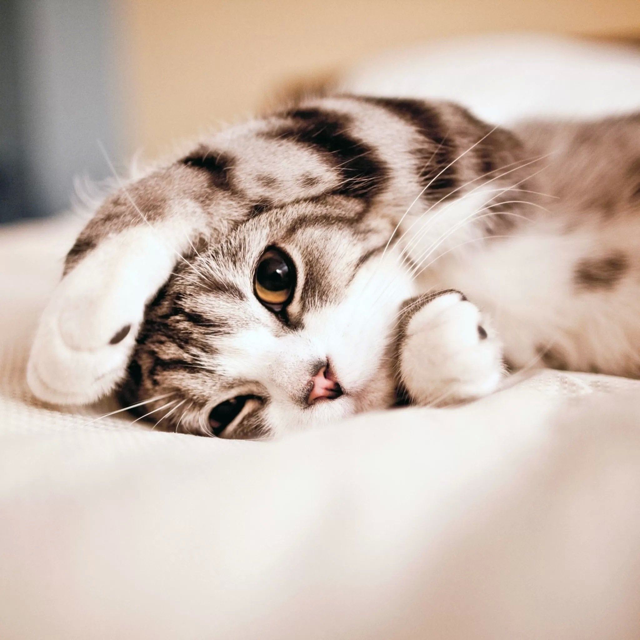 Cute Lovely Lied Kitten Animal iPad Air wallpaper 