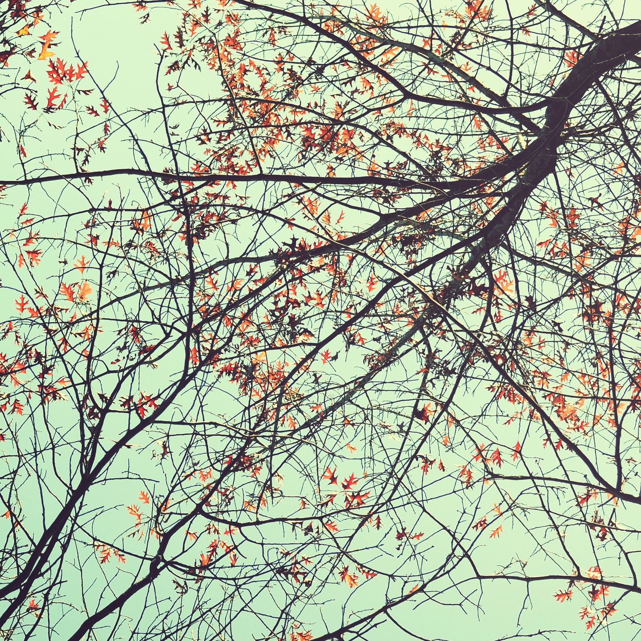 Autumn Cool Sparse Branch Twig Sky View iPad Air wallpaper 