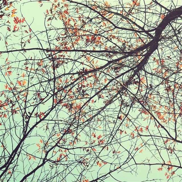 2048x2048 Autumn Cool Sparse Branch Twig Sky View - sunshine iPad Air Wallpaper