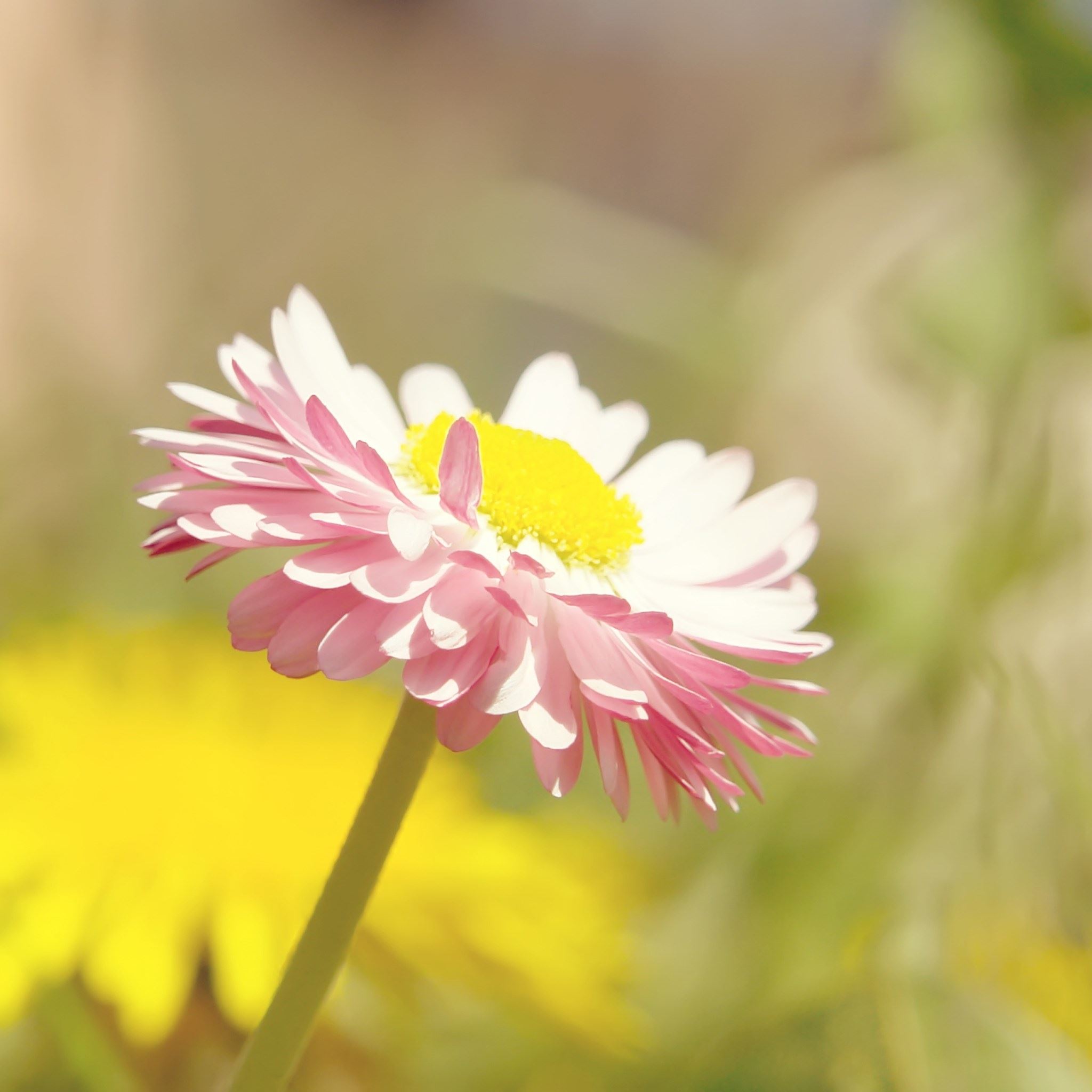Pure Bright Sunshine Bright Pure Daisy Flower Macro iPad Air wallpaper 