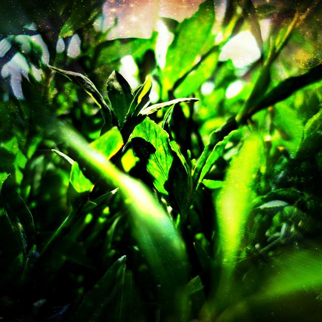 2048x2048 Bright Sunshine Plant Leaves - sunshine iPad Air Wallpaper