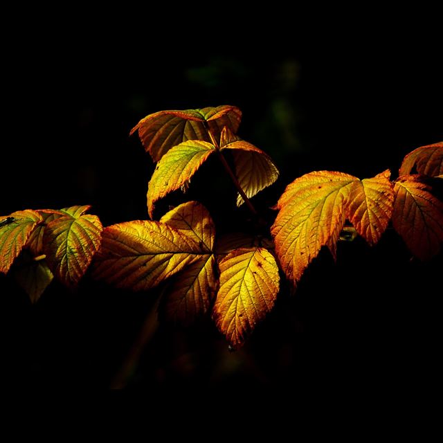 2048x2048 Fall Leaf Dark Nature - dark (black) iPad Air Wallpaper