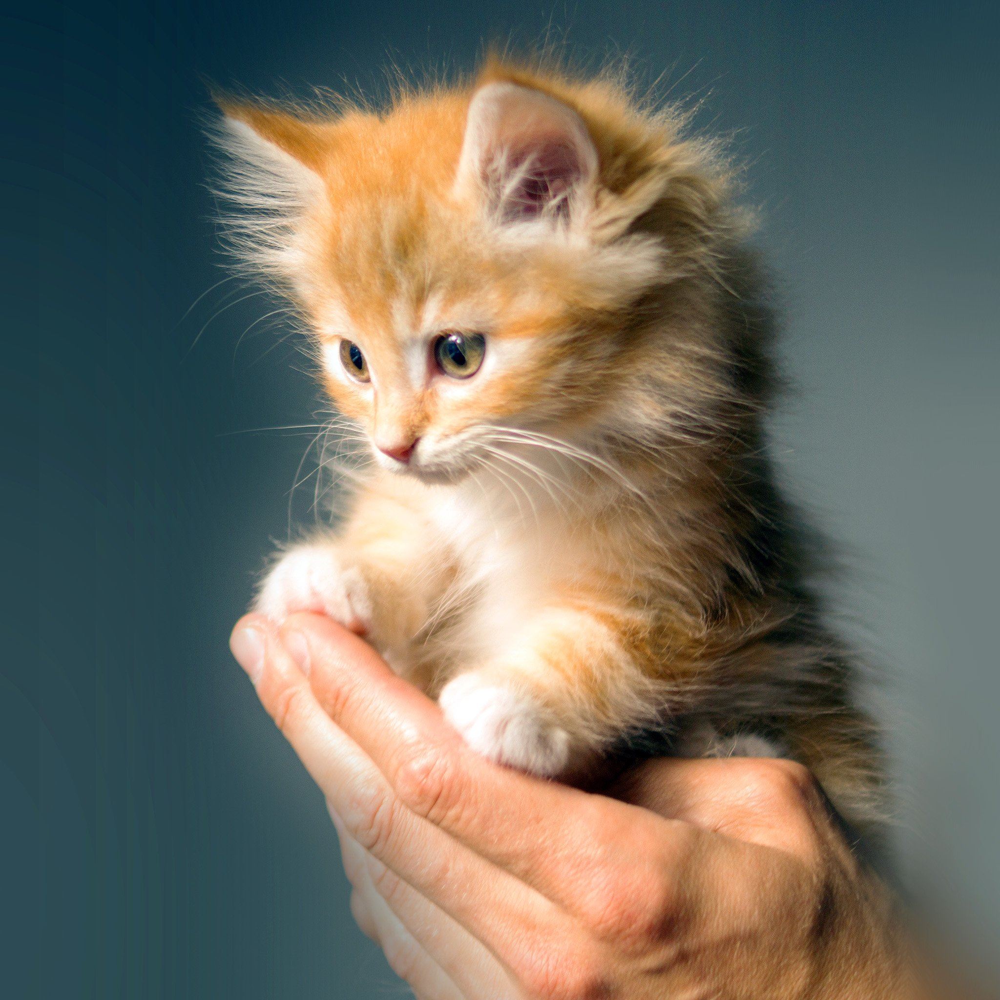 Animal Cute Kitten Cat Nature iPad Air wallpaper 
