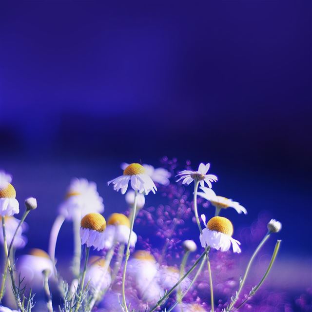 2048x2048 Dreamy Night Wild Daisy Plant Bokeh - beautiful iPad Air Wallpaper