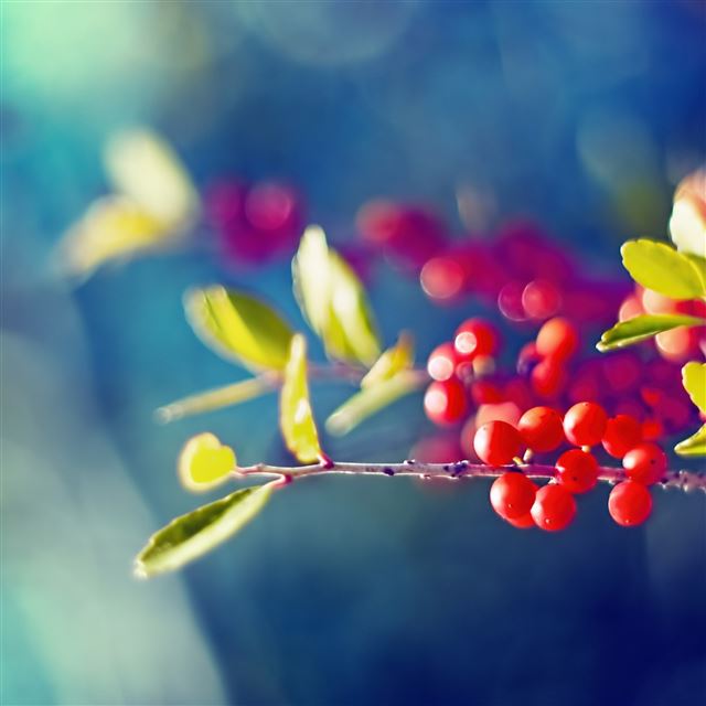 2048x2048 Nature Wild Fruit Branch Bokeh Blur Flare Scene - fruit iPad Air Wallpaper