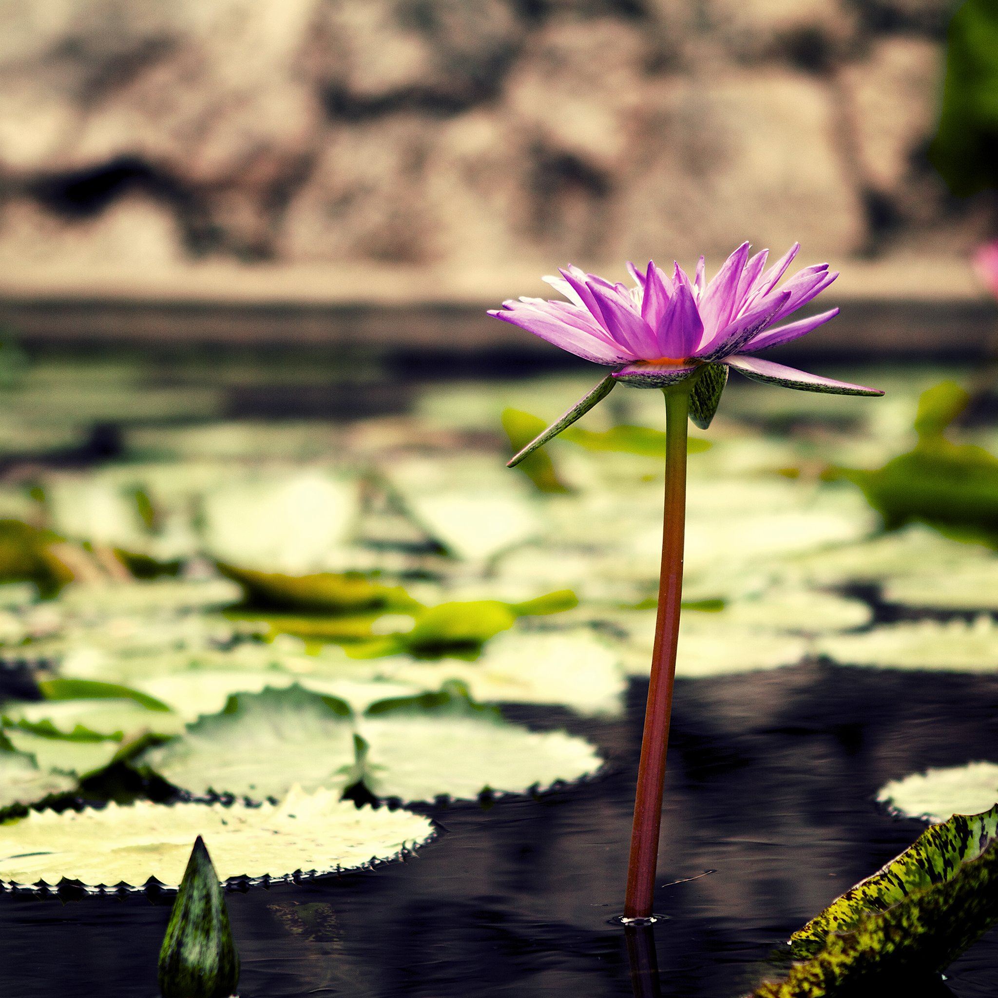Nature Summer Lotus Lily Flower Duckweed Lake View iPad Air wallpaper 