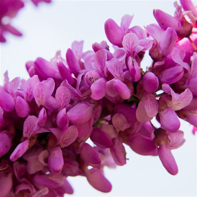 2048x2048 Cercis Siliquastrum Flowers Twig - pink iPad Air Wallpaper