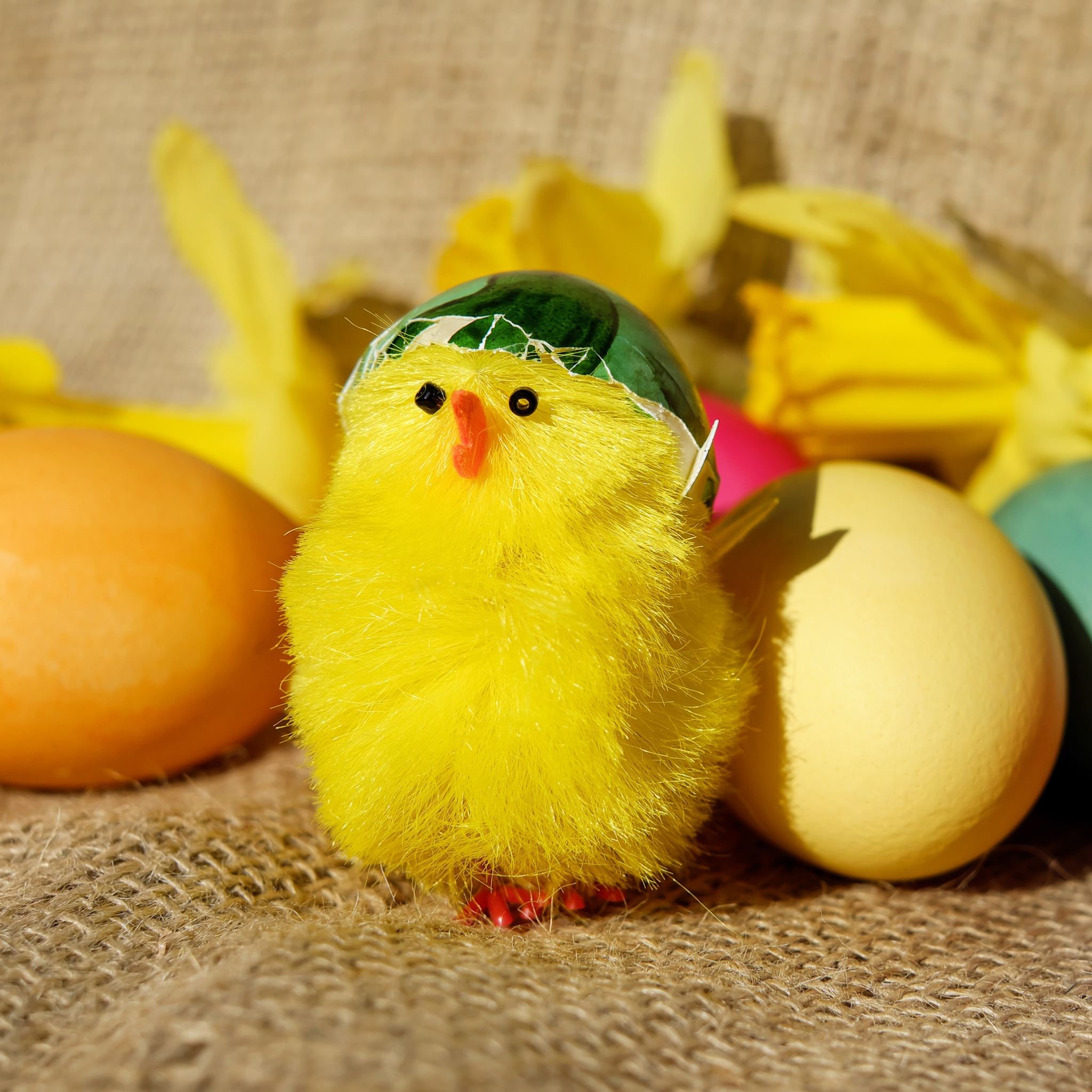 Chick Eggs Easter iPad Air wallpaper 