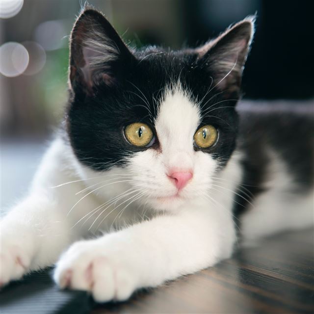 2048x2048 Kitten Cat Spotted - kitten iPad Air Wallpaper