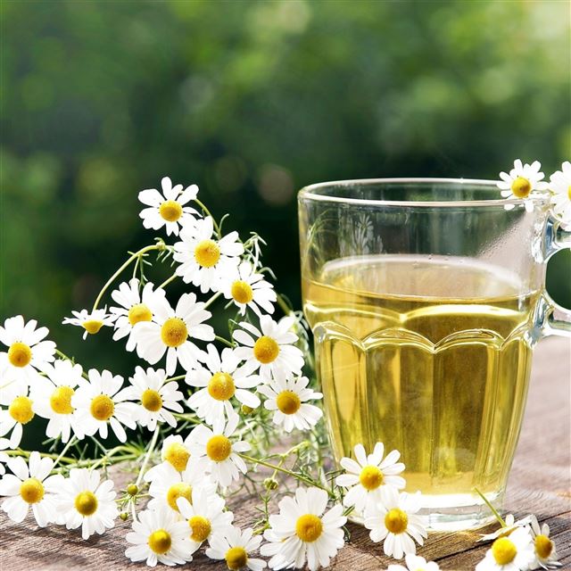 2048x2048 Tea Herbal Chamomile Cup Glass Nature - beautiful iPad Air Wallpaper