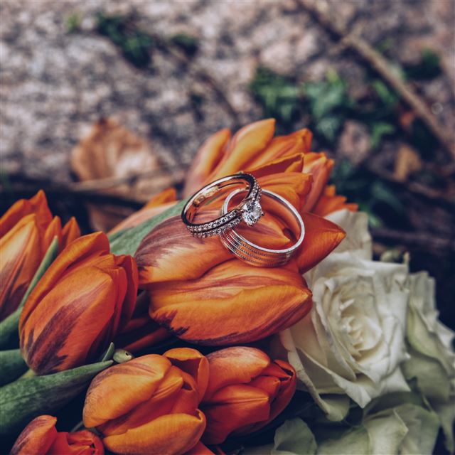 2048x2048 Tulips Rings Flowers Romance Wedding -  iPad Air Wallpaper