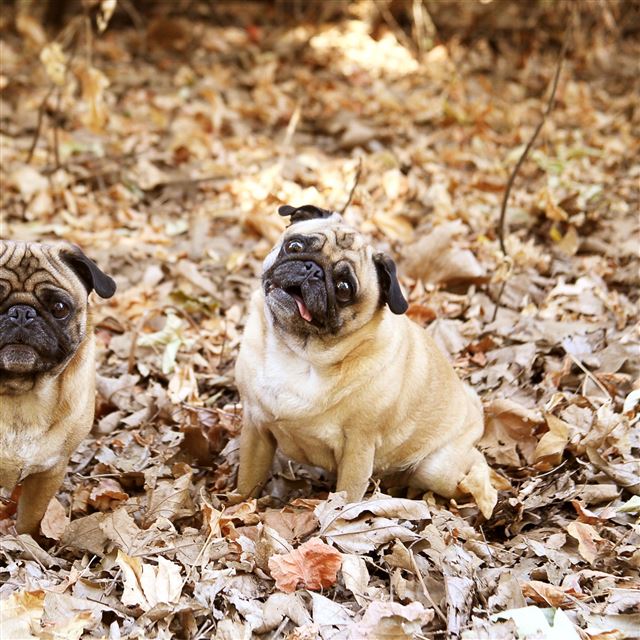 2048x2048 Pug Foliage Dogs Funny -  iPad Air Wallpaper