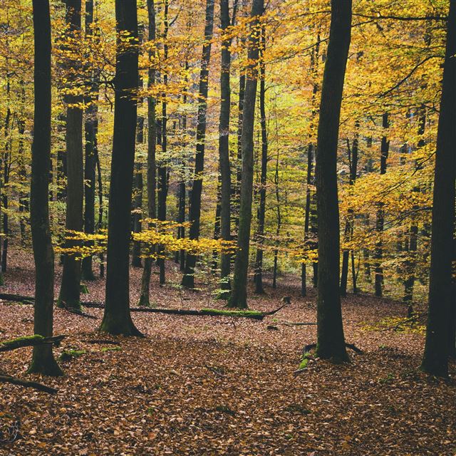 2048x2048 Nature Trees Autumn Foliage - trees iPad Air Wallpaper
